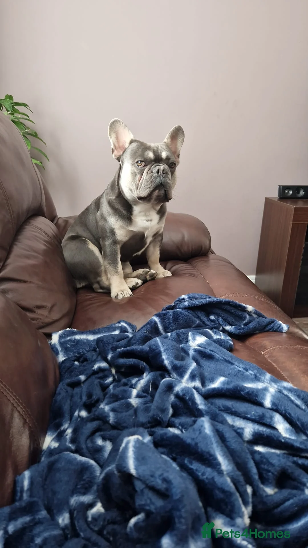 French Bulldog dogs for stud: Shelby. French Bulldog. KC Registered. in Didcot - Advert 2