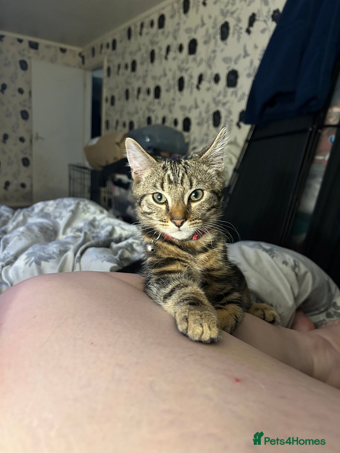 Bengal cats for sale: Bengal male looking for a loving home  - Advert 1