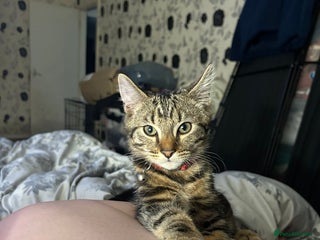Bengal cats Bengal male looking for a loving home - Advert 1