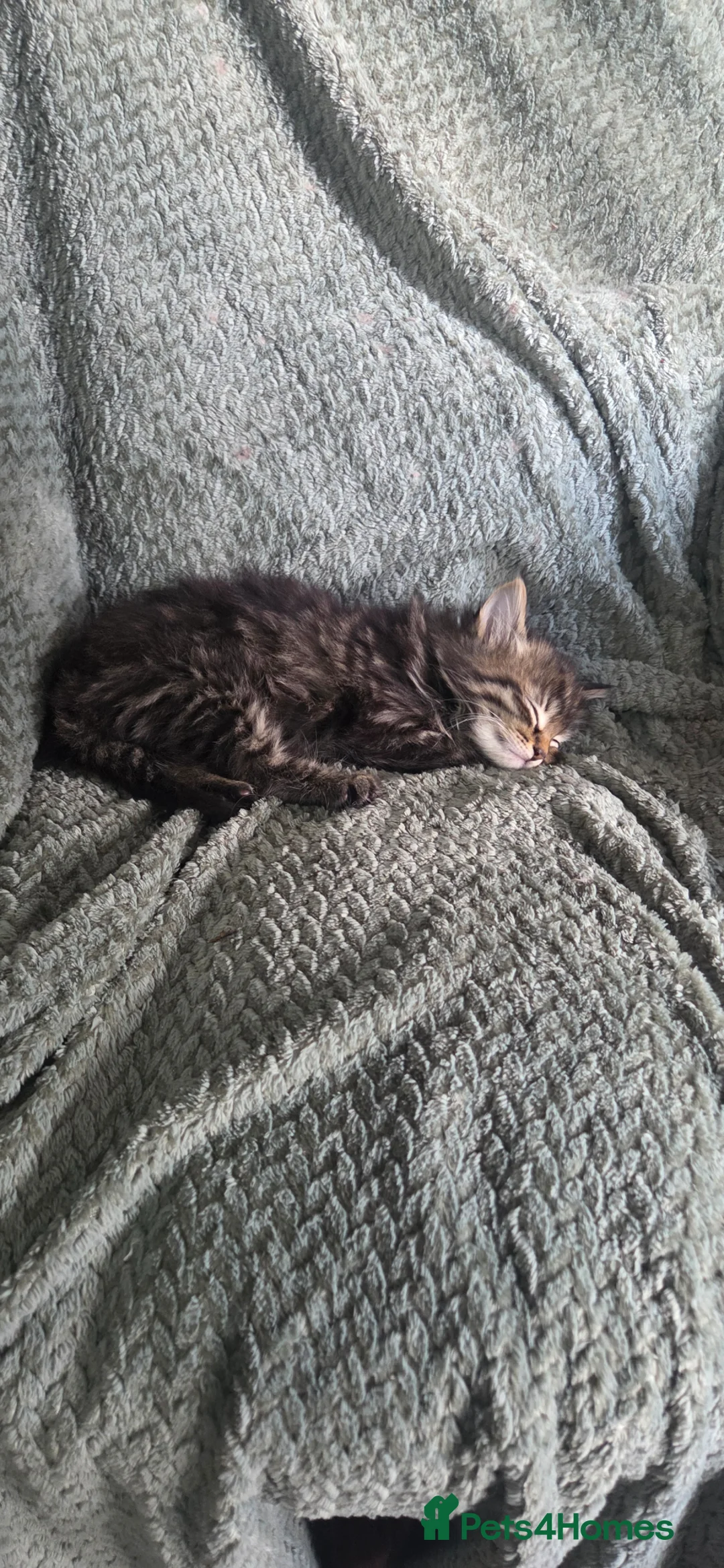 Mixed Breed cats for sale: Tabby kitten - Advert 11