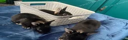 Rex rabbits for sale: PURE REX RABBIT KITS AVAILABLE FOR RESERVATION in Huntingdon - Advert 3
