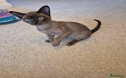 Burmese cats for sale: Gorgeous Pedigree Female Burmese Kittens - Image 4