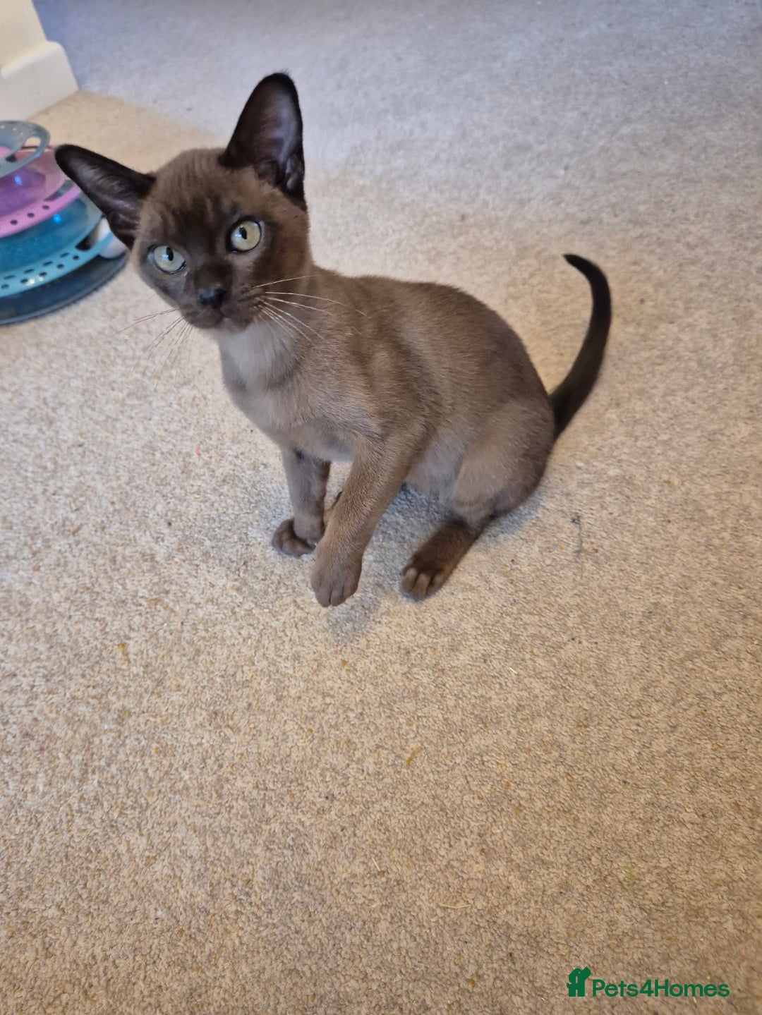 Burmese cats for sale: Gorgeous Pedigree Female Burmese Kittens - Image 4