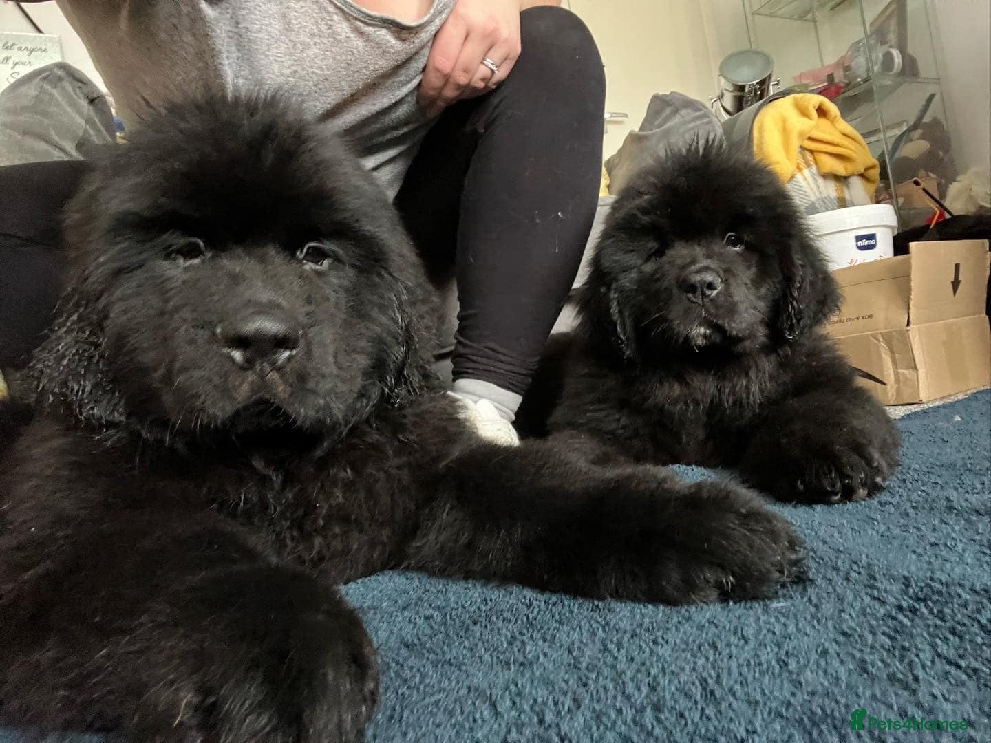Newfoundland dogs 💖Available Newfoundland Cute Babies. - Advert 16