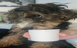 Cockapoo dogs for sale: Teddy- cockerpoo - Advert 2