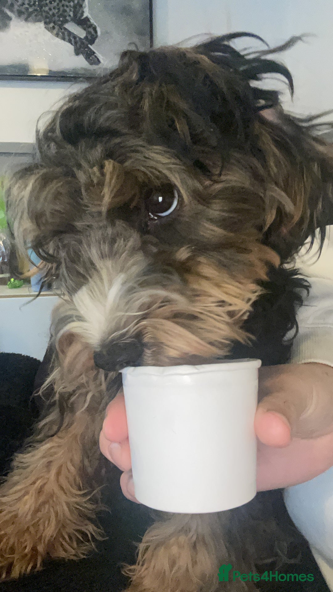 Cockapoo dogs for sale: Teddy- cockerpoo - Advert 2