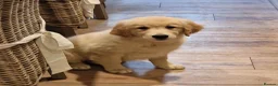 Golden Retriever dogs for sale: Stunning Girl - Advert 4