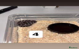 Corn Snake reptiles for sale: Baby corn snakes - Image 2