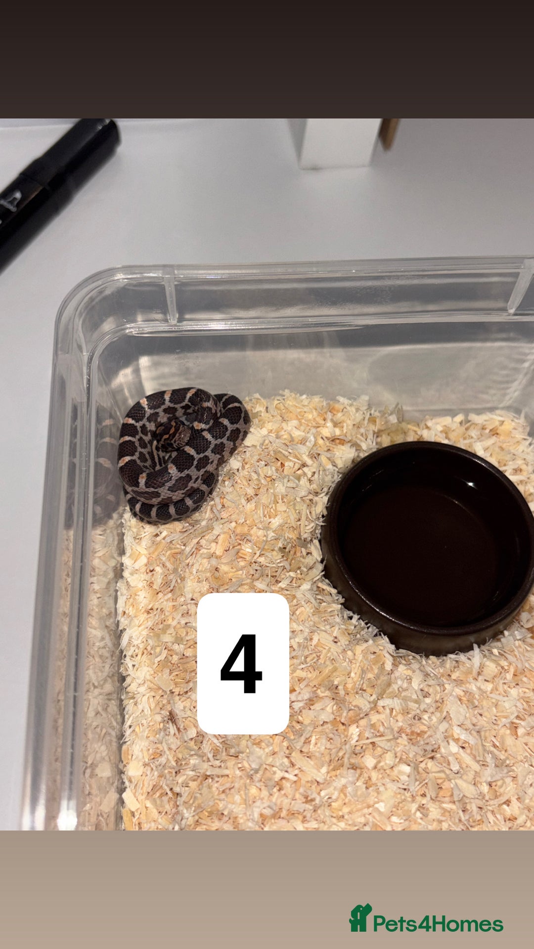 Corn Snake reptiles for sale: Baby corn snakes - Image 2