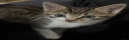 Domestic Shorthair cats for sale: Tabby cat kittens  - Advert 10