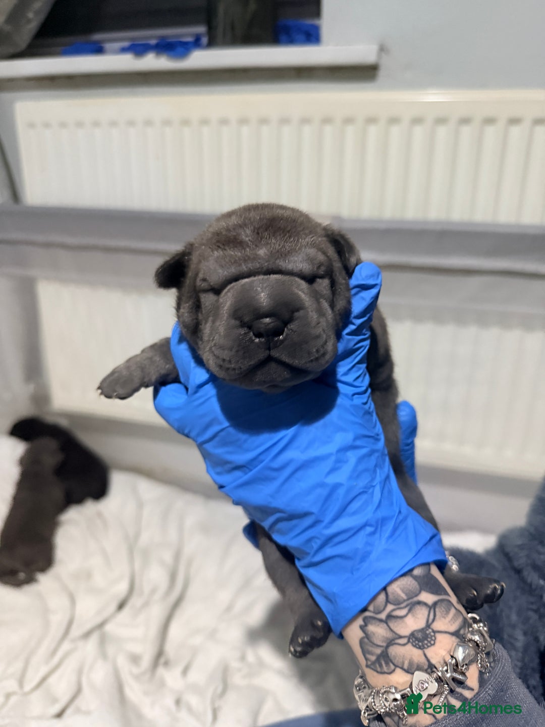 Mixed Breed dogs for sale: Beautiful cocker-Pei puppies - Advert 8
