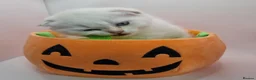 Scottish Fold cats for sale: Beautiful TICA Registered Scottish Fold Kittens - Advert 12