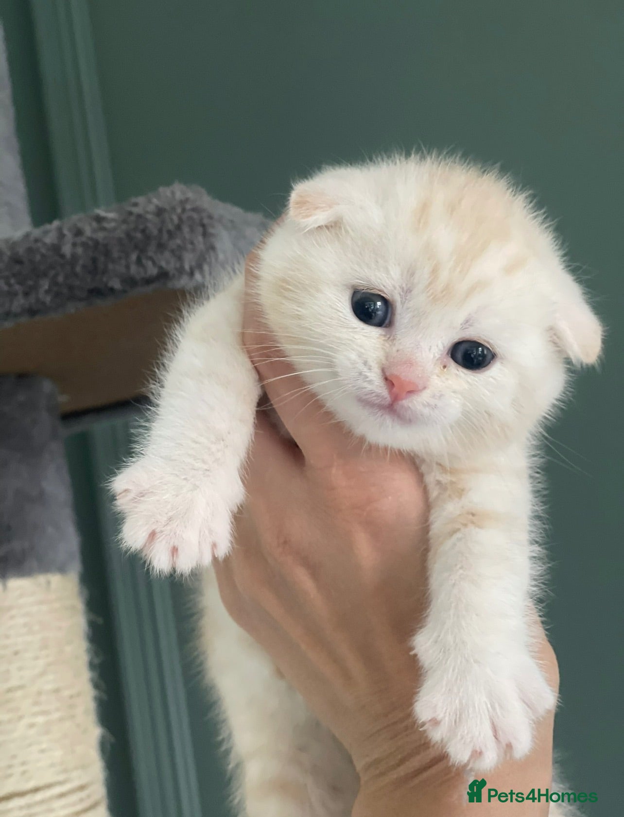 Scottish Fold cats Champion Bloodline Scottish Folds! - Advert 2