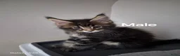 Maine Coon cats for sale: Licensed breeder-maine coon  - Advert 32