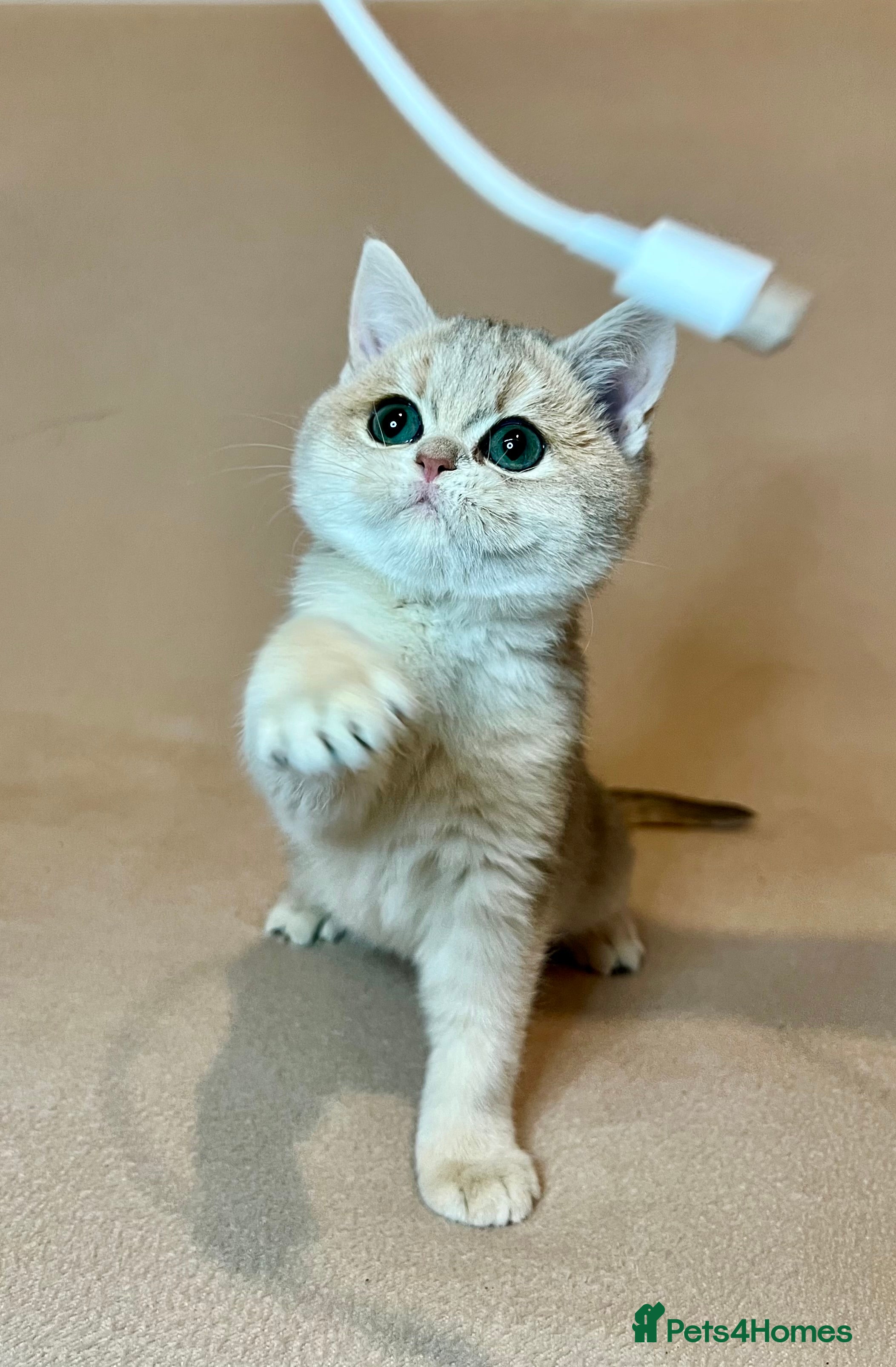 British Shorthair cats 🐾 Pure BSH Kittens 🐾  - Advert 1