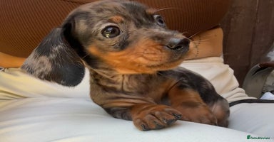 Miniature Dachshund dogs - Advert 3