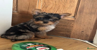 Yorkshire Terrier dogs - Advert 2