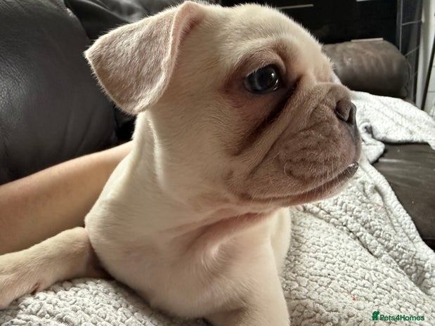 French Bulldog dogs - Advert 7