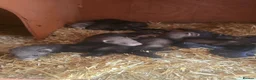 Ferret rodents for sale: Ferrets for sale - Advert 5