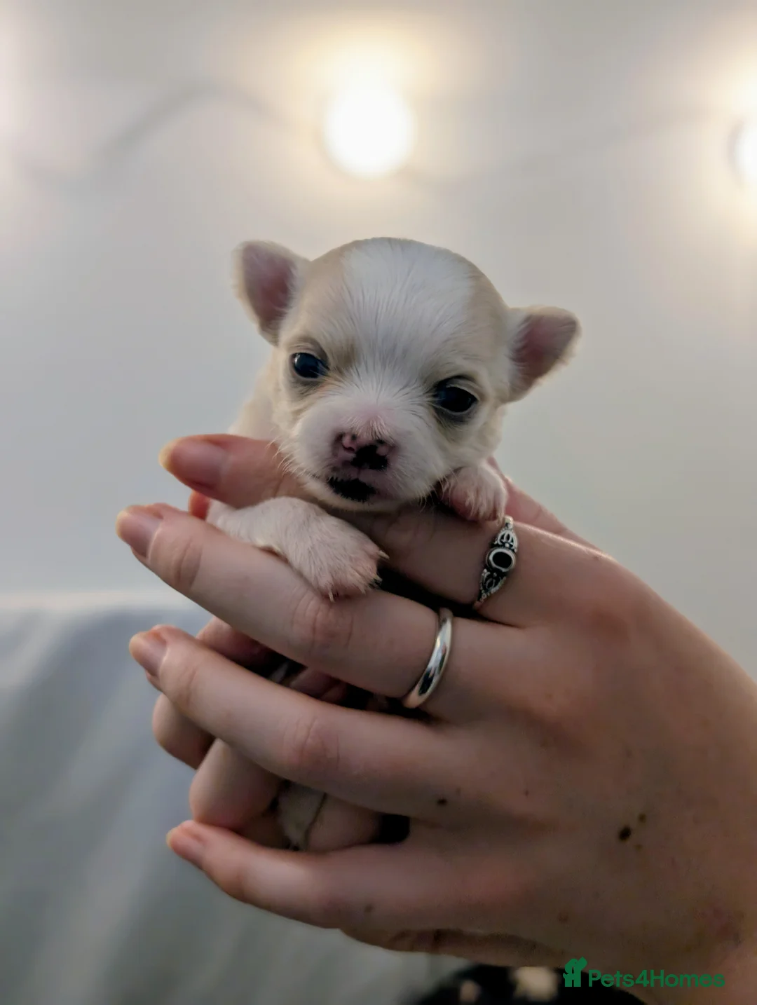 Chihuahua dogs for sale:  3 ABSOLUTELY GORGEOUS CHIHUAHUA PUPPIES FOR SALE - Advert 29
