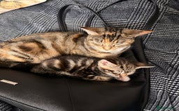 Mixed Breed cats for sale: 2 girls tabby and 2 boys gingers ragdoll tabby mix - Image 9