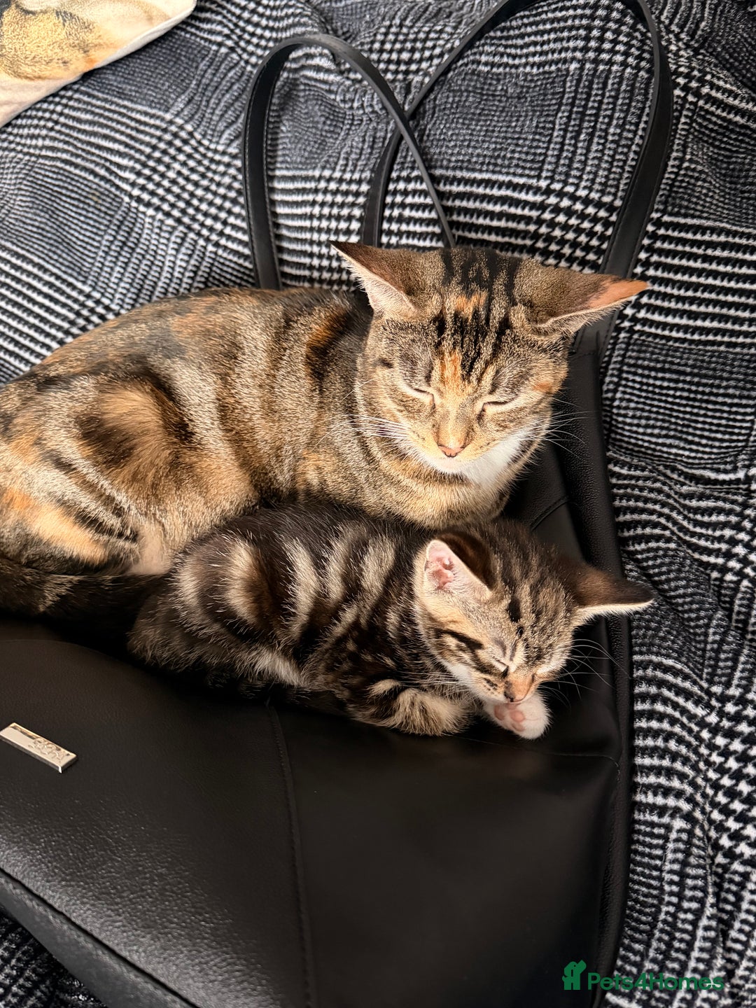 Mixed Breed cats for sale: 2 girls tabby and 2 boys gingers ragdoll tabby mix - Image 9