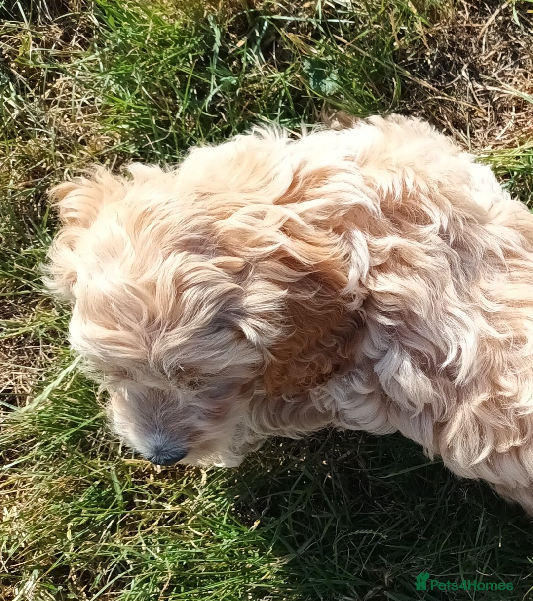 Mixed Breed dogs for sale: Cockalier-a-poo puppies;  Cockalier X Poodle - Image 2