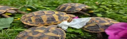 Hermann Tortoise reptiles for sale: Hermanns tortoises. 1 year old with article 10 - Advert 9