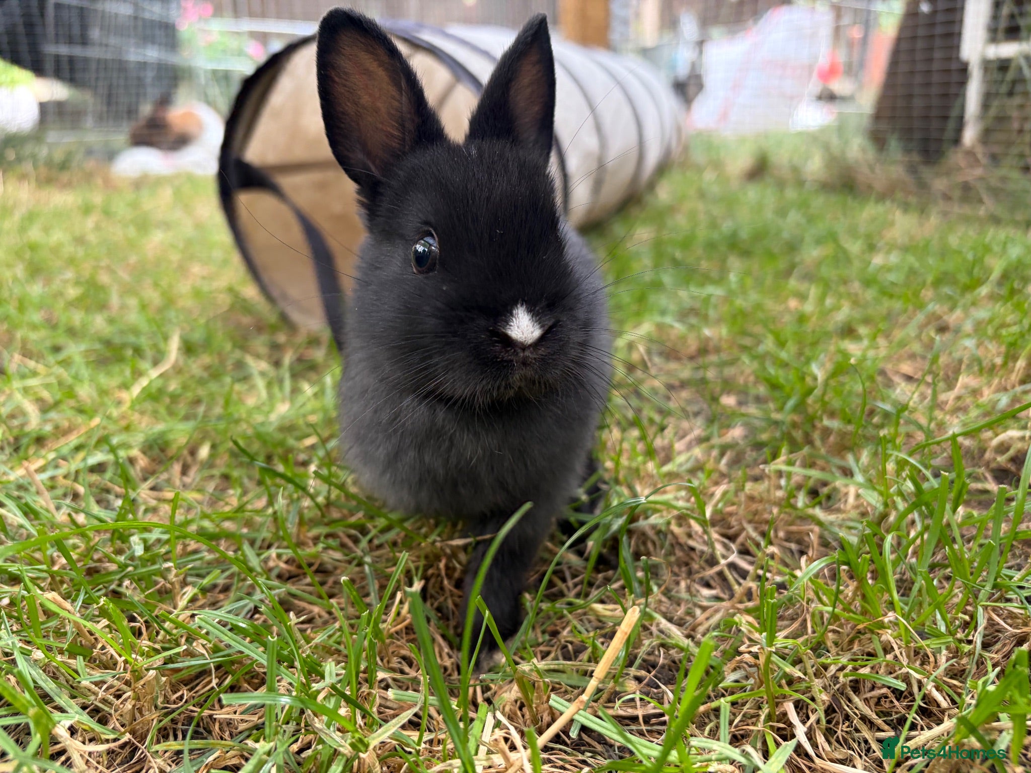 Netherland Dwarf rabbits Pure netherland dwarf babies - Advert 1