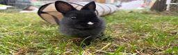 Netherland Dwarf rabbits for sale: Pure netherland dwarf babies - Advert 1