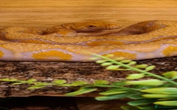 Python Snake reptiles for sale: Dwarf albino lavender python - Image 2