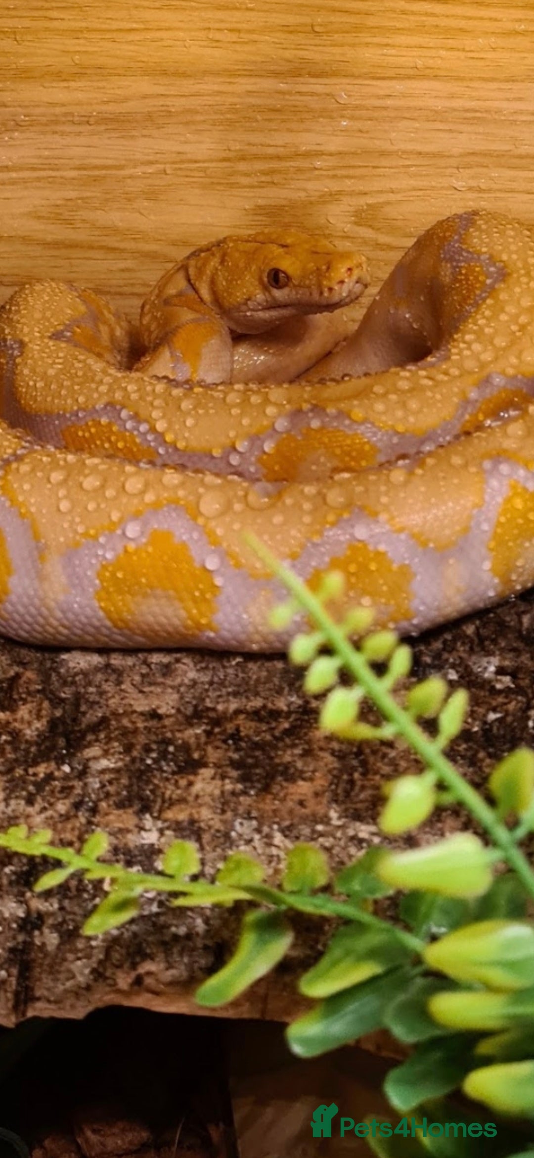 Python Snake reptiles for sale: Dwarf albino lavender python - Image 2