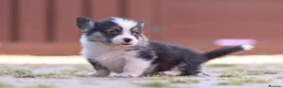 Welsh Corgi Pembroke dogs for sale: Show quality Pembrokeshire corgi READY NOW!!! - Advert 22