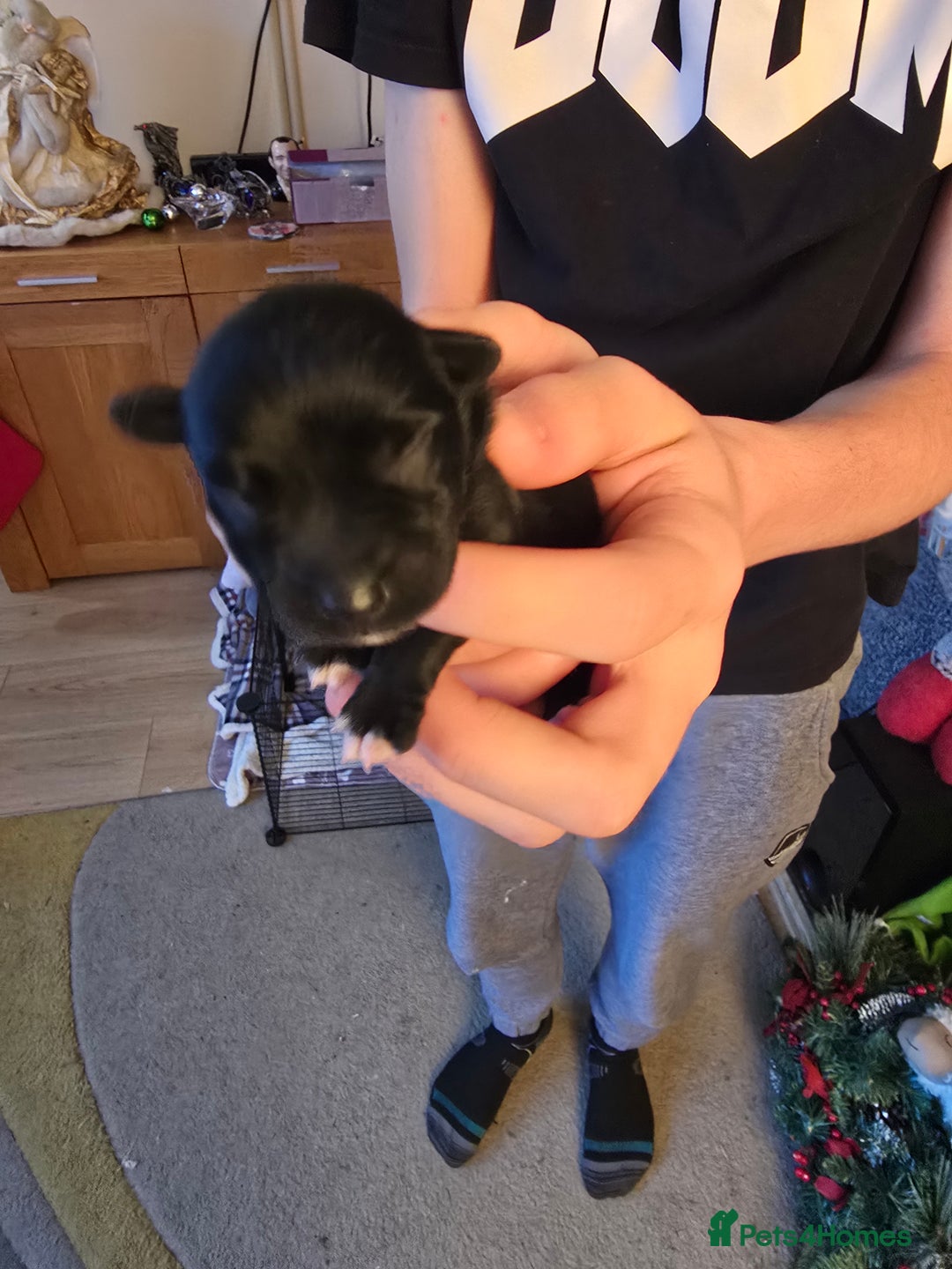 Miniature Schnauzer dogs for sale: Miniture Schnauzer's  - Advert 5