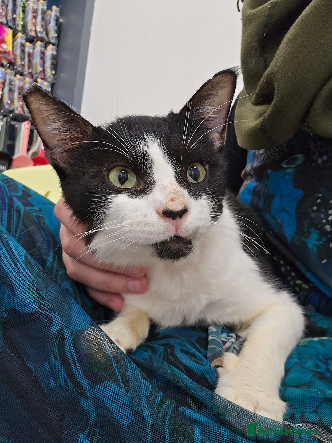 Mixed Breed cats for adoption: [Indoors Only] Thomas - The perfect impurrfect boy - Advert 8