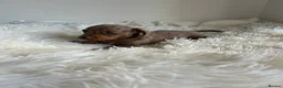 Miniature Dachshund dogs for sale: Stunning litter of miniature dachshund pups  - Advert 6
