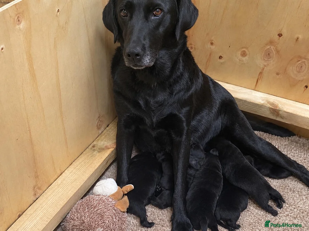 Labrador Retriever dogs for sale: Beautiful  Black Labrador Retriever puppies in Liverpool - Advert 3