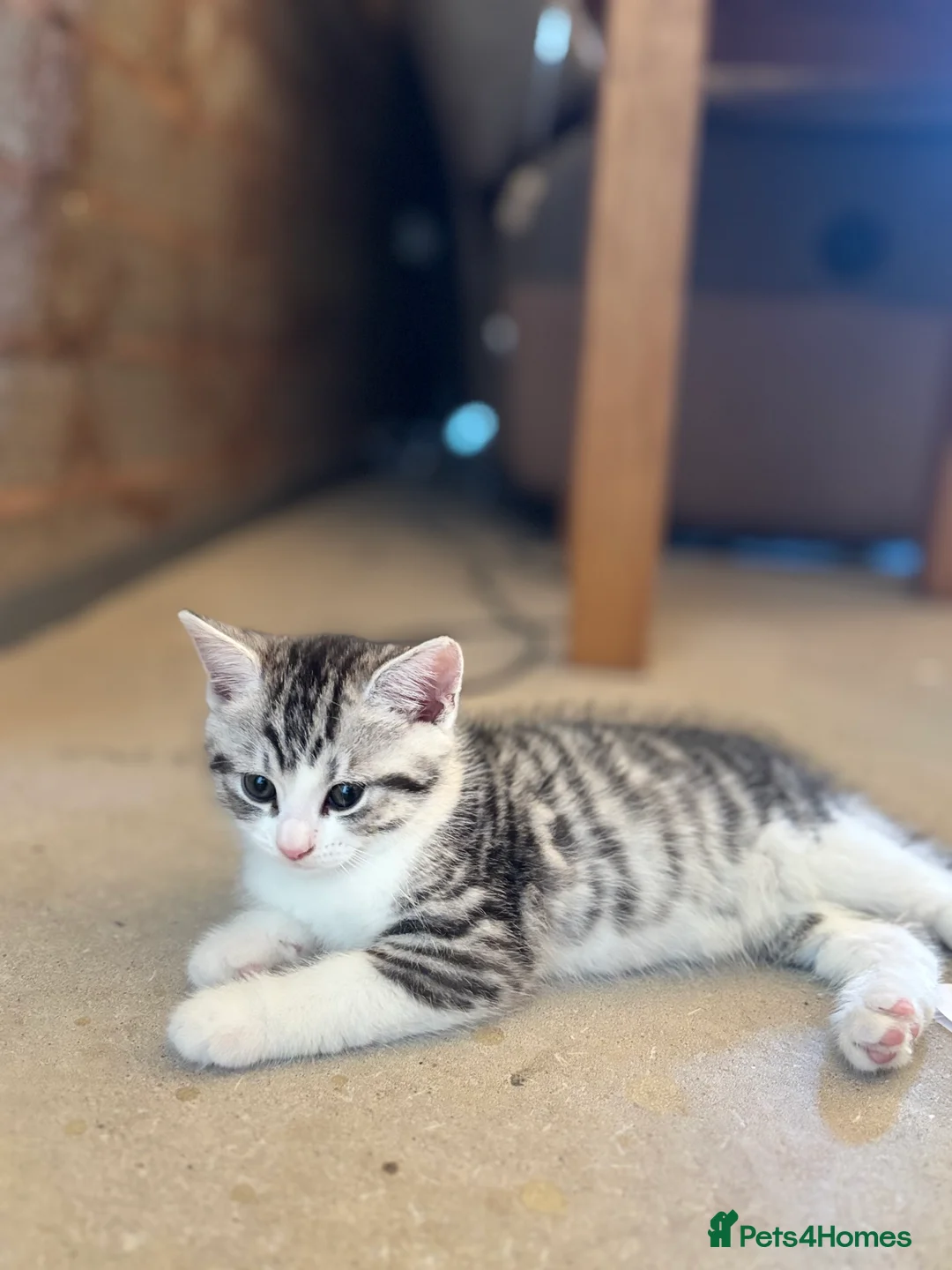 Scottish Fold cats for sale: Scottish Straight Kittens  - Advert 20