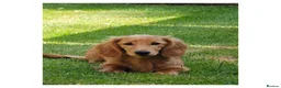 Miniature Dachshund dogs for sale: Long Haired Miniature Dachshund in Stoke-on-Trent - Advert 2