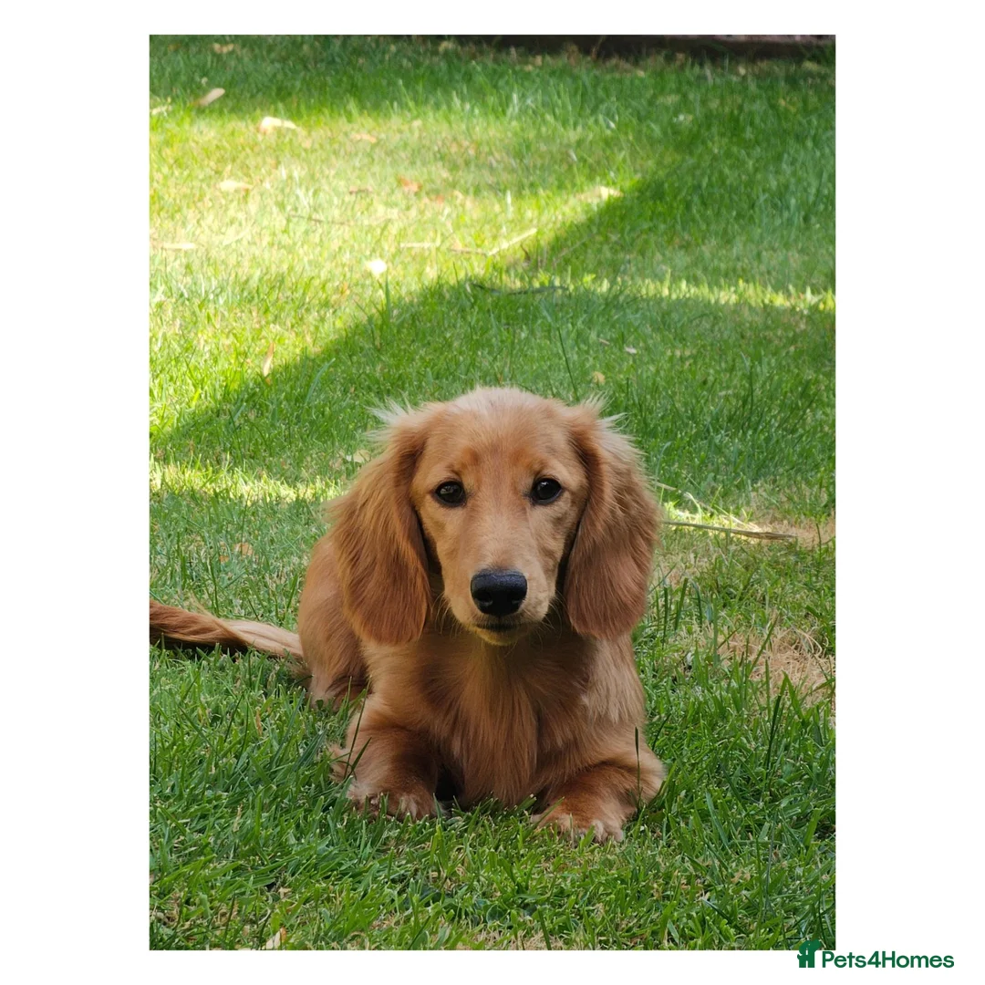 Miniature Dachshund dogs for sale: Long Haired Miniature Dachshund in Stoke-on-Trent - Advert 2