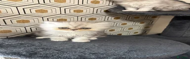 Persian Kitten 5