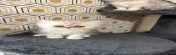 Persian cats for sale: Beautiful Persian Kittens Ready for Loving Homes - Advert 8