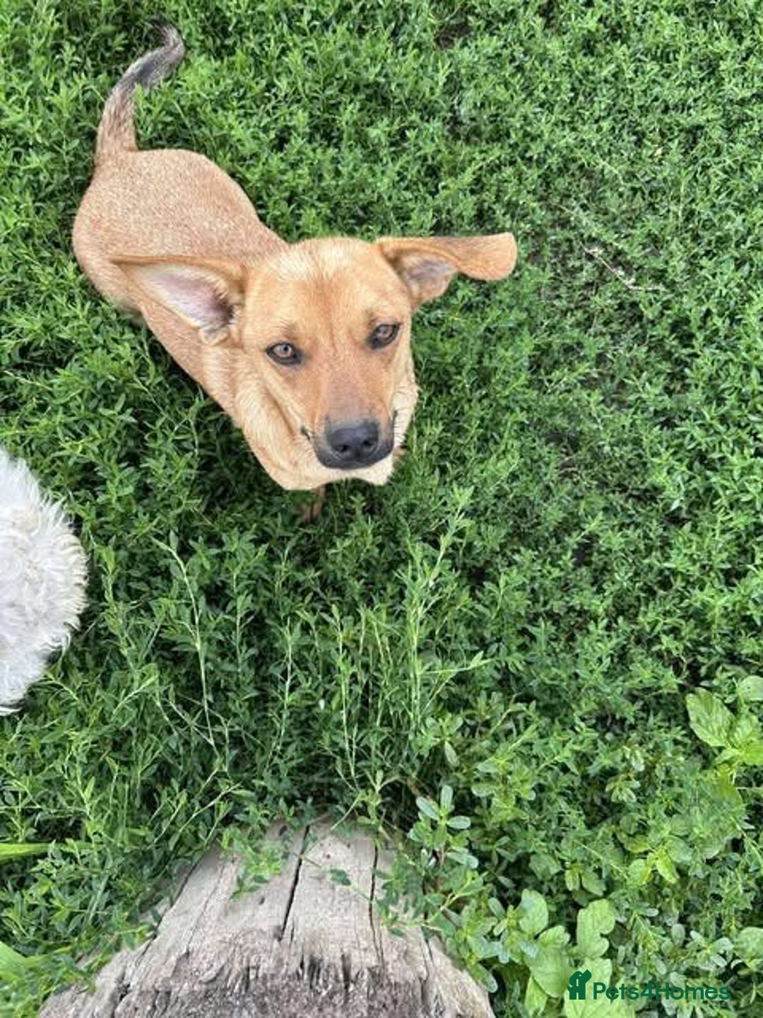 Mixed Breed dogs for adoption: Rescue boy Ethan is looking for his forever home - Advert 25