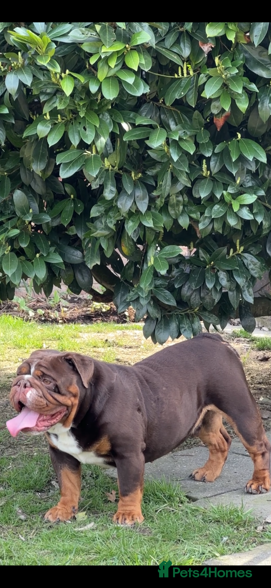 English Bulldog dogs Chocolate English bulldog for stud  - Advert 21