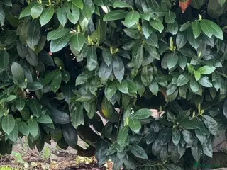 English Bulldog dogs Chocolate English bulldog for stud - Advert 21