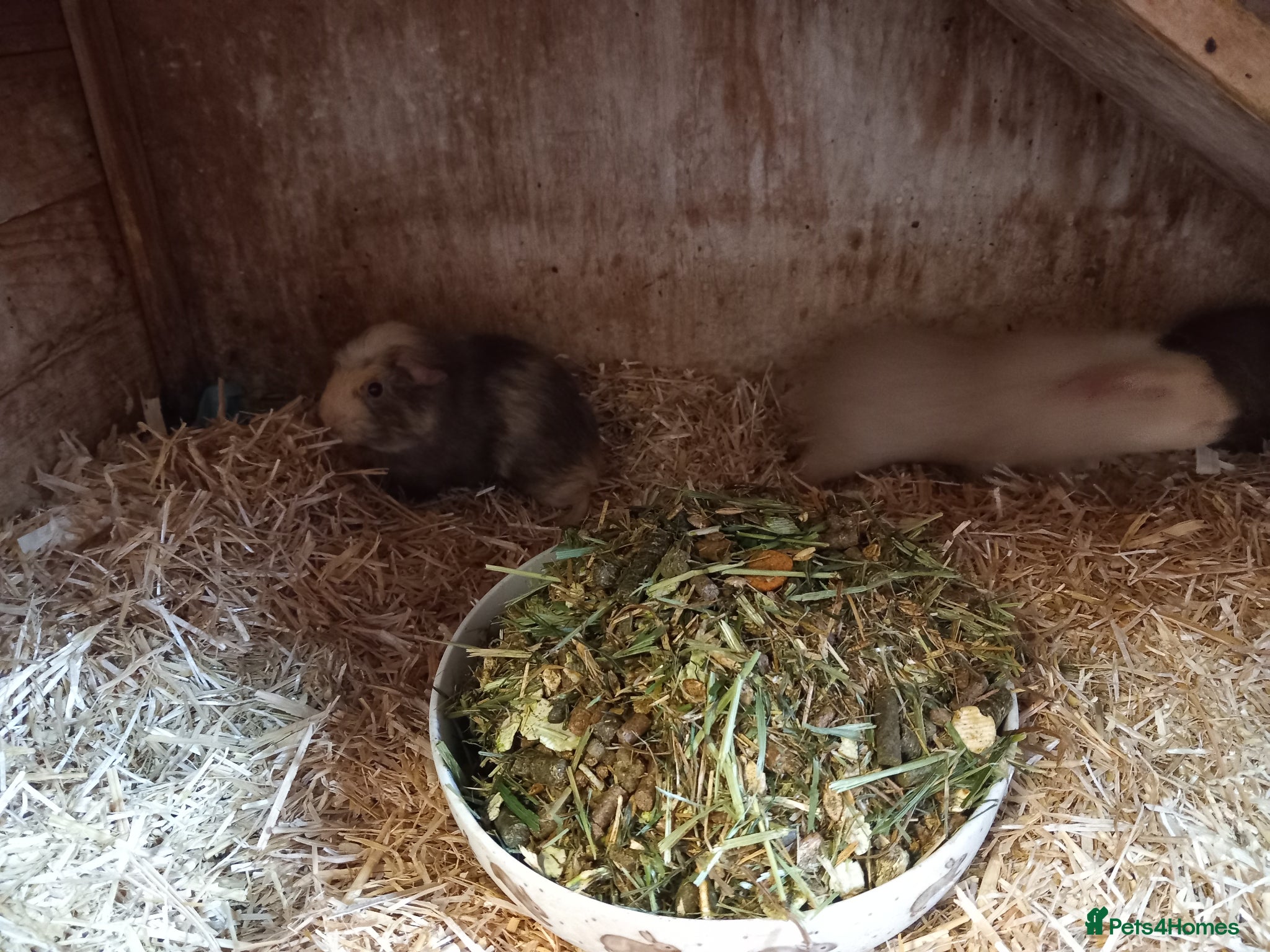 Guinea Pig rodents for sale: Baby guinea pigs for sale  - Advert 11