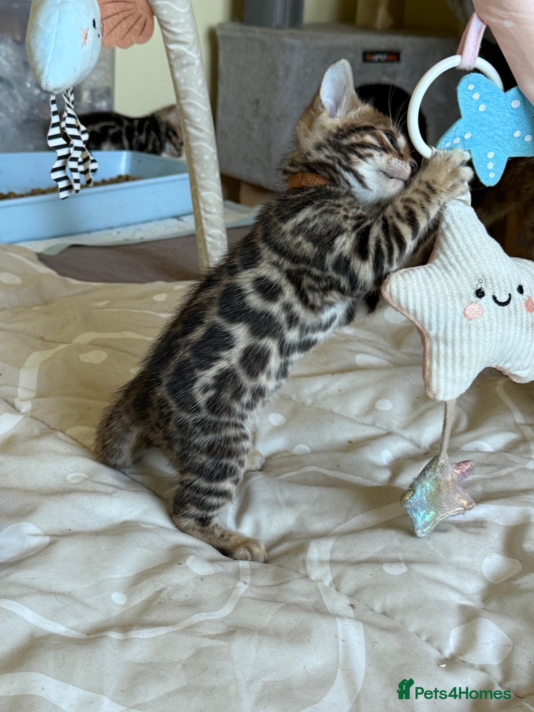 Bengal cats for sale: Stunning 🐾 Pedigree Bengal Kittens 🐆 TICA Reg - Advert 14