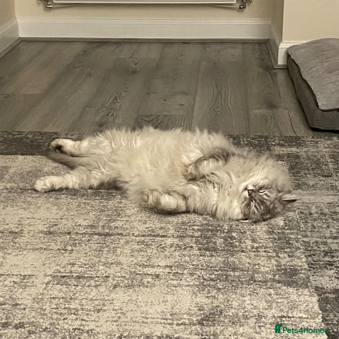 Mixed Breed cats for sale: Male Persian x ragdoll  - Advert 4