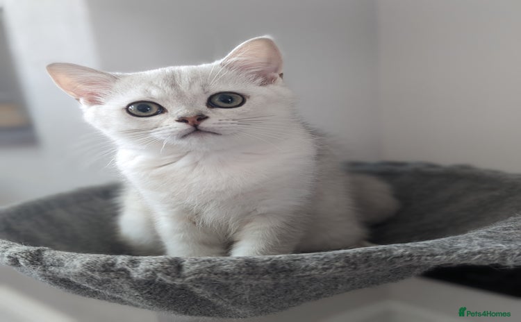 British Shorthair cats - Advert 12