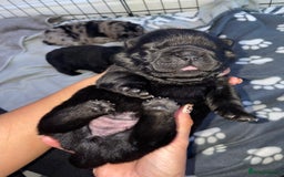 Chow Chow dogs for sale: 🐾TOP QUALITY CHOW CHOWS🐾 - Image 10